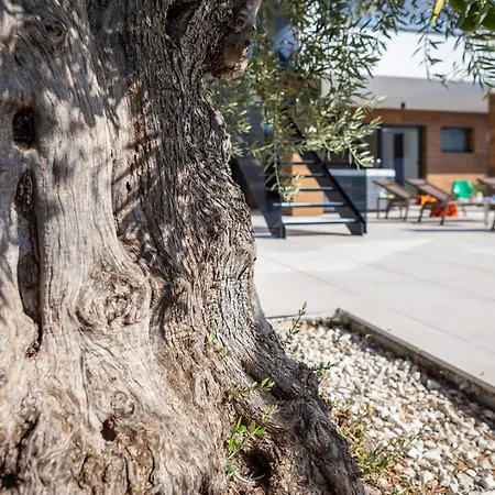 Old Olive Iii By Vivi Rent