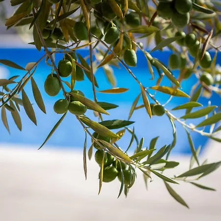 Old Olive Iii By Vivi Rent Villa